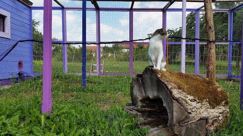 Pension Feline De Lorraine - photo 3