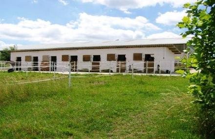 Handsome Ranch - Quarter Horses - Breeding Stable - - photo 2