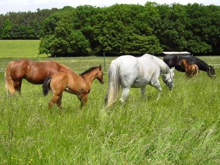 Handsome Ranch - Quarter Horses - Breeding Stable - - photo 3
