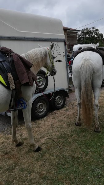 Relais équestre de la Ferme de la Seille - photo 2