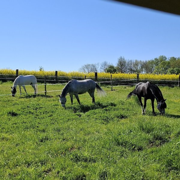 Haras des 6 Reines - photo 2