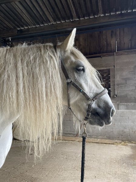 Sellerie des Nacres Enchenberg - photo 2