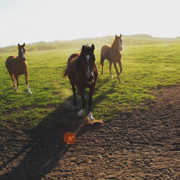 Centre Equestre Reitstall Bei der Pall - photo 3
