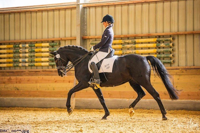 Braun-Manège d'Equitation - photo 2