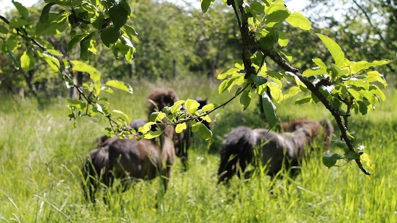 Elevage et ecurie de Lormesia