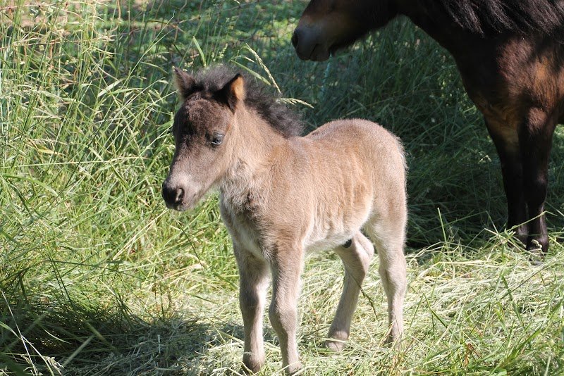 Elevage et ecurie de Lormesia - photo 2