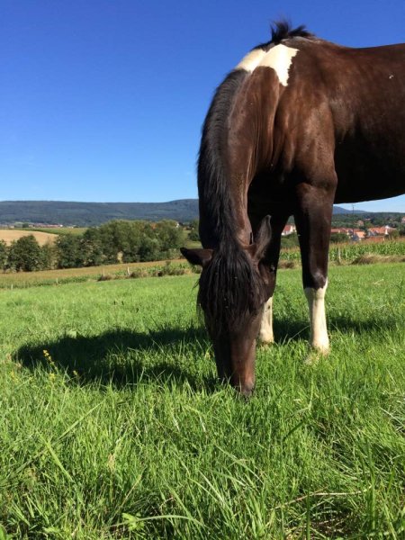 Ecurie du Loti - photo 2