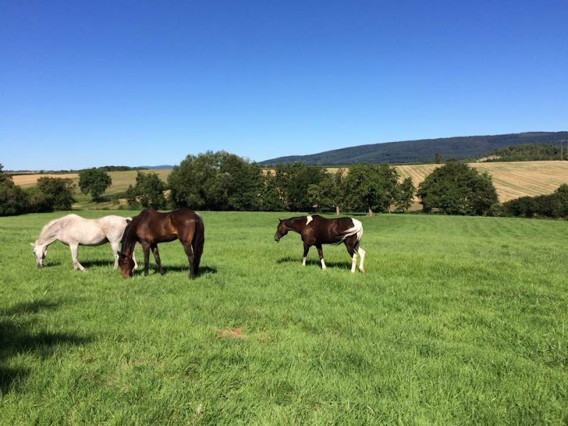 Ecurie du Loti - photo 3