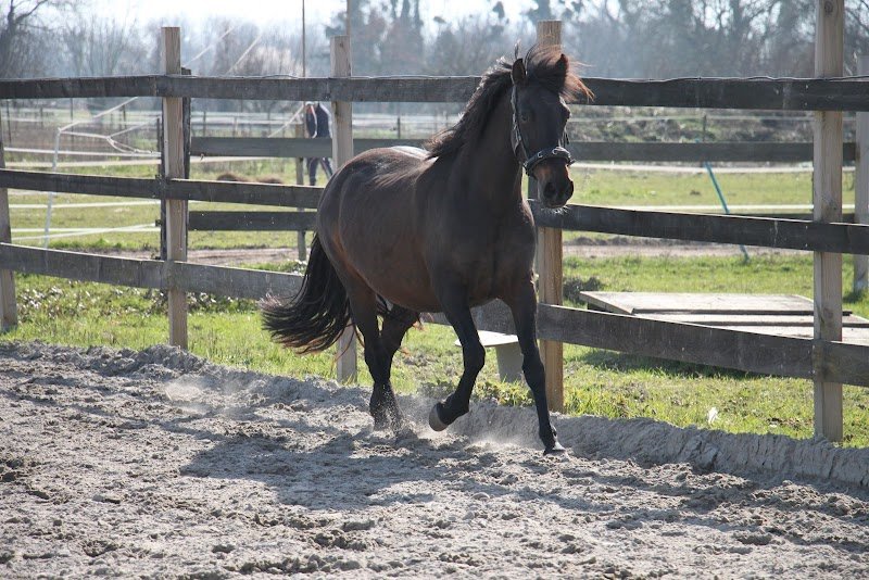 Paradis du Cheval - photo 2