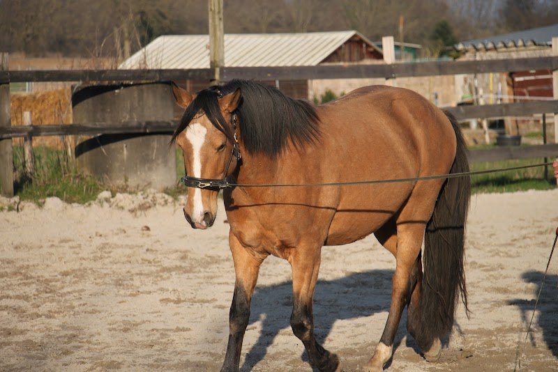 Paradis du Cheval - photo 3