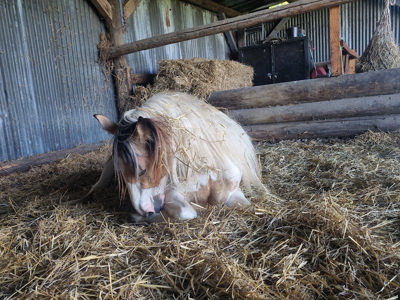 Écurie COUSANDIER - photo 2