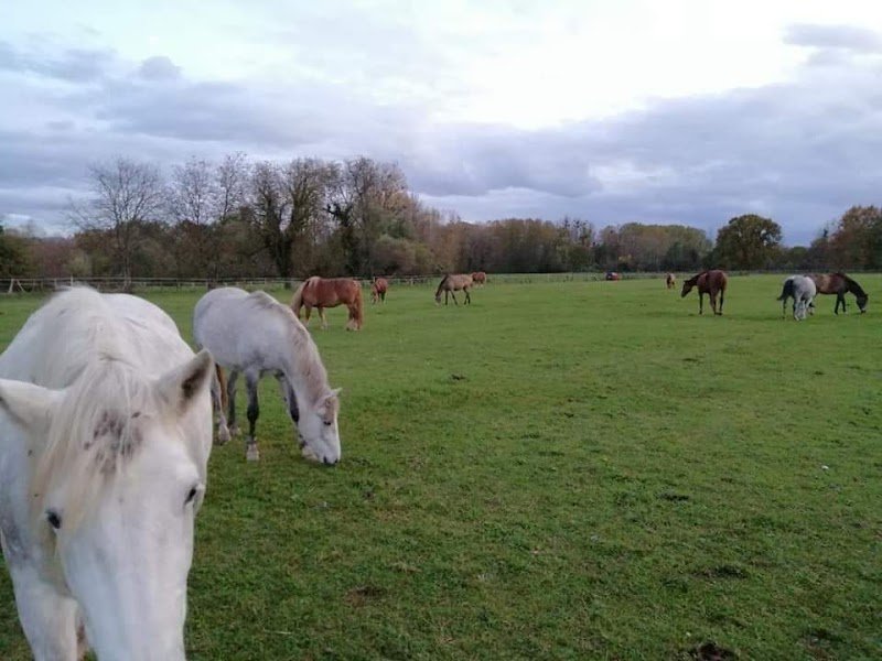 Écurie COUSANDIER - photo 3