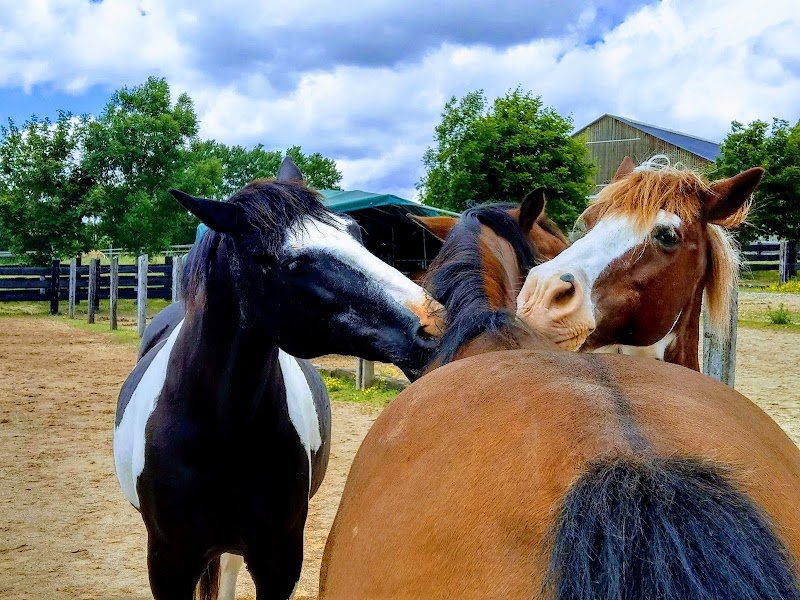Manège Molitor - photo 1