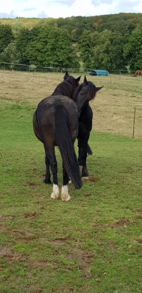 Manège Molitor - photo 2