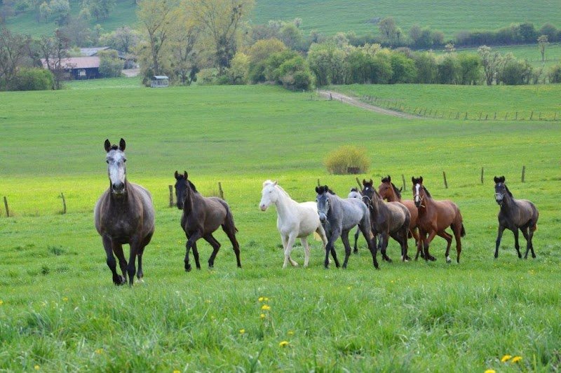Elevage de la ferme du Patural - Universal Horse Riding