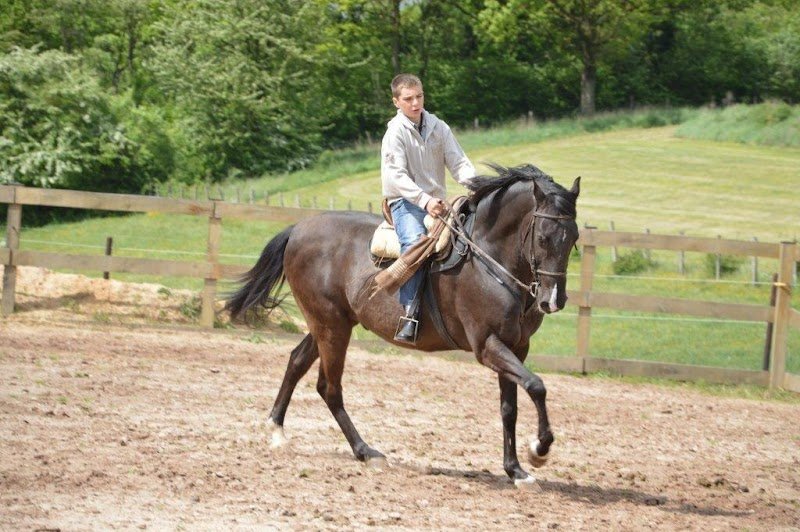 Elevage de la ferme du Patural - Universal Horse Riding - photo 3