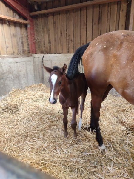Relais Equestre de la Schlitte - photo 3
