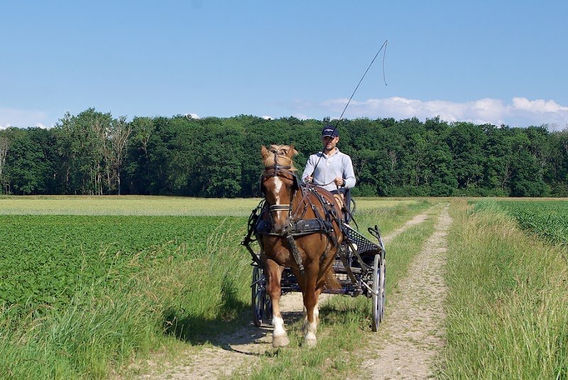Écurie Biechel - photo 2
