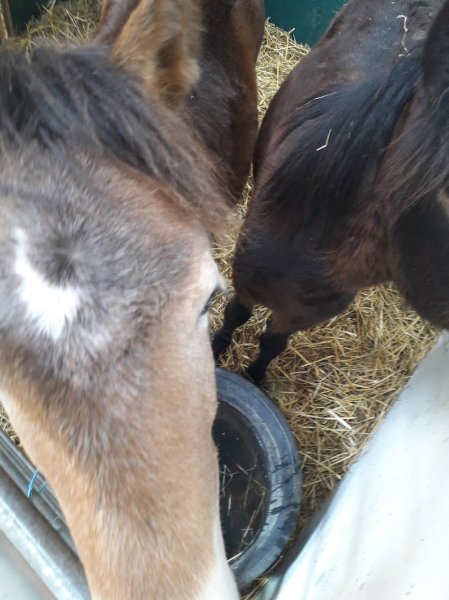 Ecurie Du Lac - photo 2