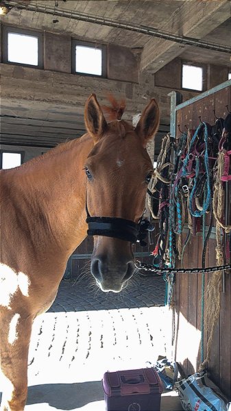 CENTRE EQUESTRE DES DEUX RIVES - photo 2