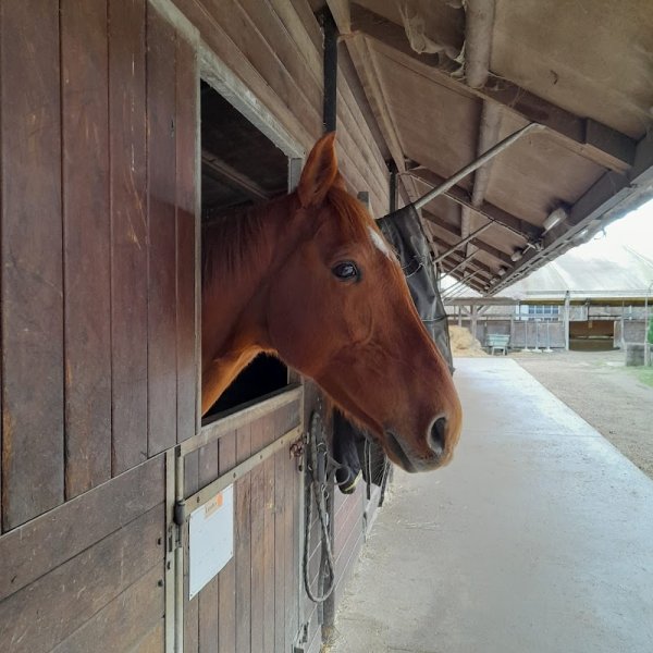 Ecole Equestre du Scheidstein - photo 2