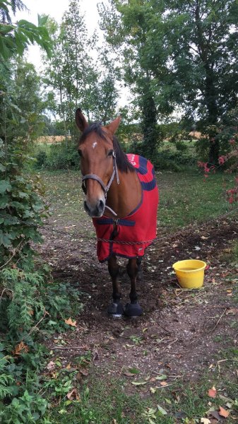 Club Hippique Saint-Hubert - photo 2