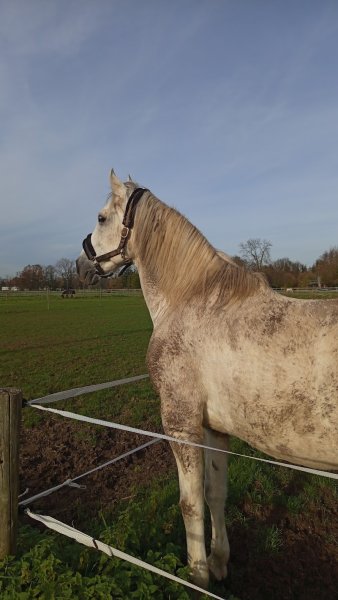 Club Hippique Saint-Hubert - photo 3