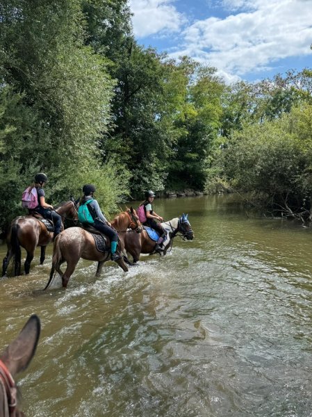 SAS Écurie de la Basse Zorn - photo 2