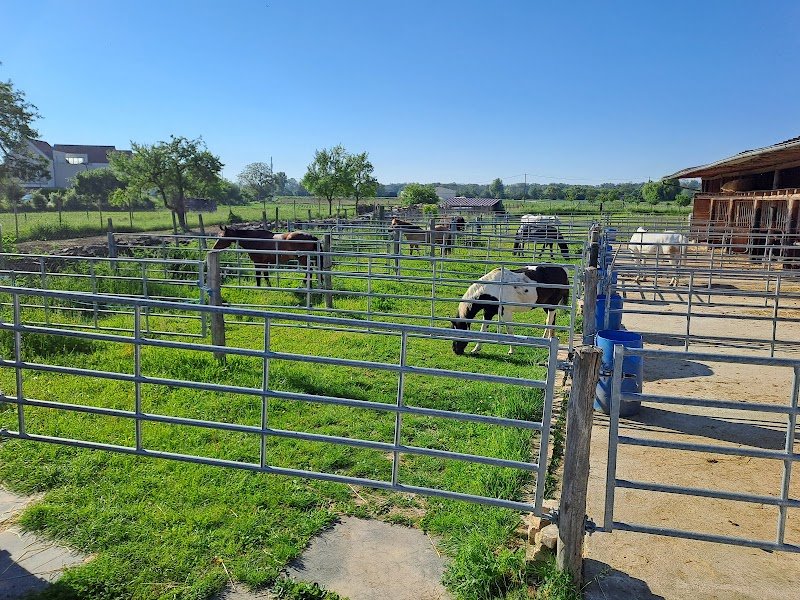 Ecurie Celine et sa Cavalerie