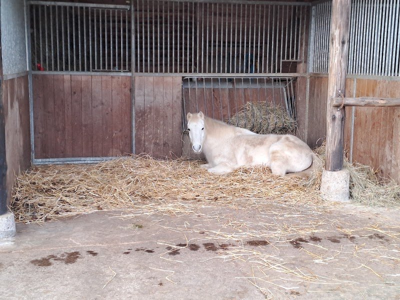 Ecurie Celine et sa Cavalerie - photo 3
