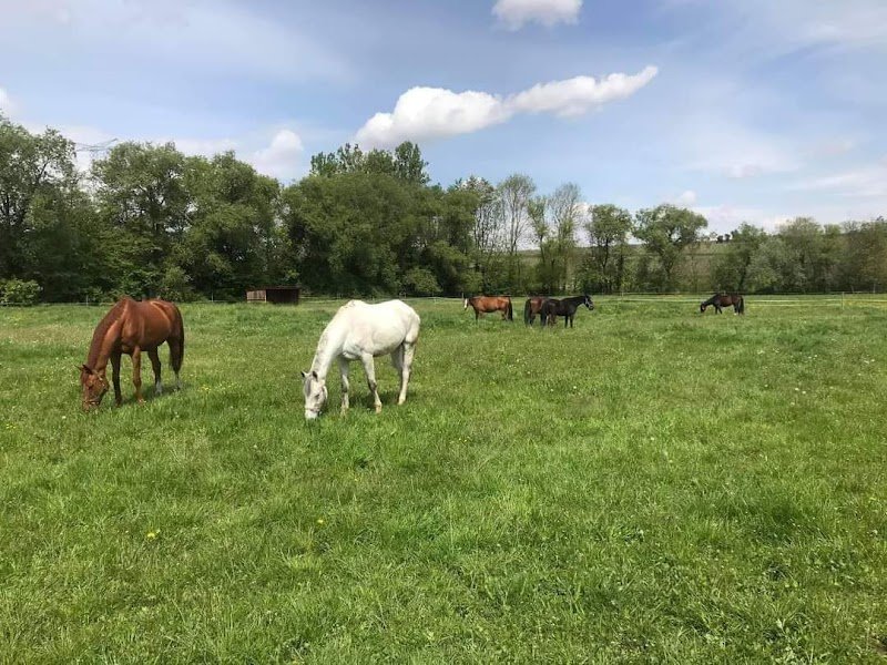 Poney Club et Cheval Club De La Bleiche Haras de la Bleiche - photo 2