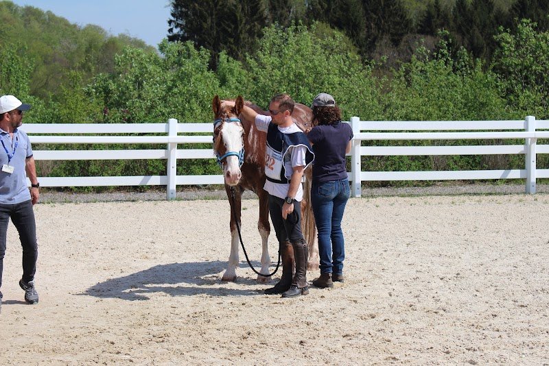 École pour jeunes chevaux - Écurie De Helsa - photo 1
