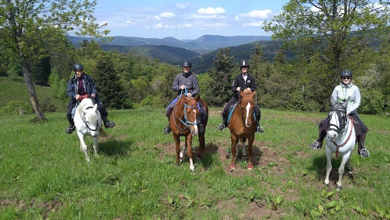 École pour jeunes chevaux - Écurie De Helsa - photo 3