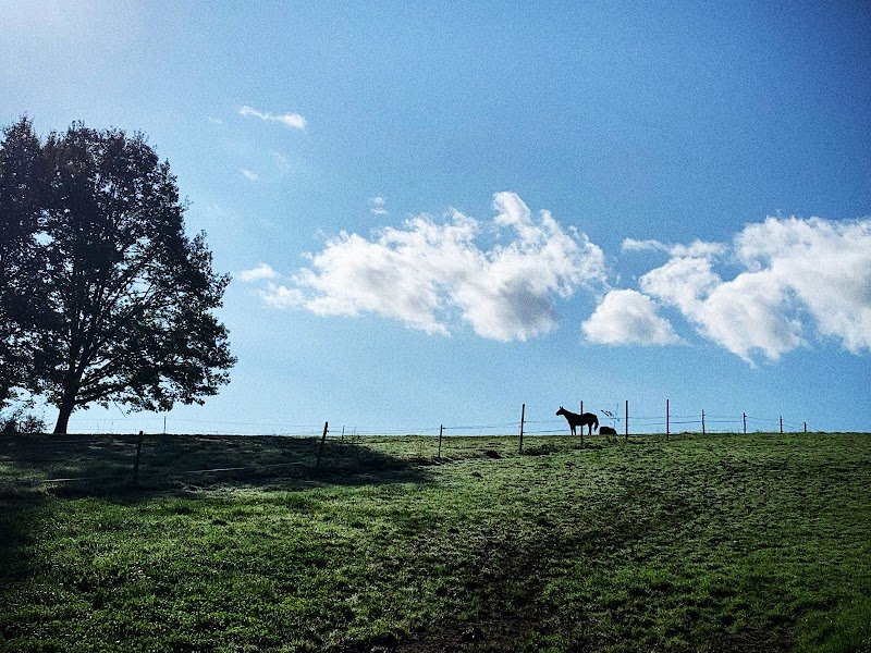 Ferme Equestre PETER - photo 3