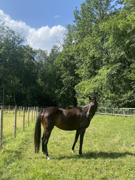 Ecurie du Tichweg - photo 2