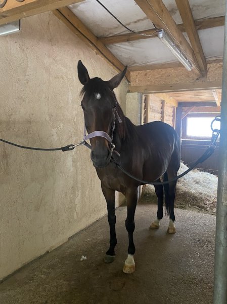 Ecurie du Tichweg - photo 3