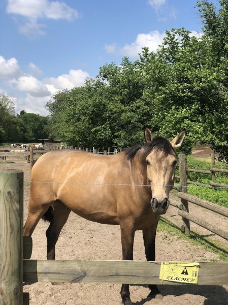 Haras Des Bussières - photo 3