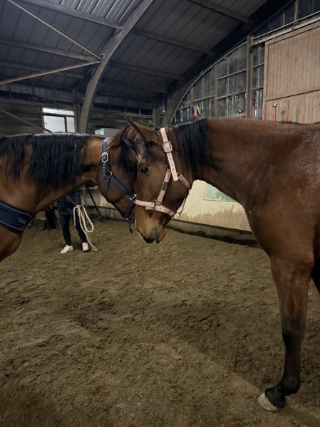 Centre Equestre des Papillons - photo 3