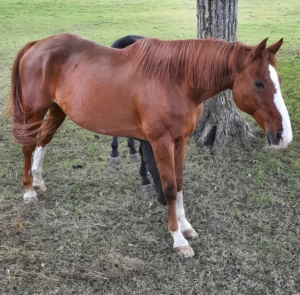 Ferme Équestre De La Magel - photo 2
