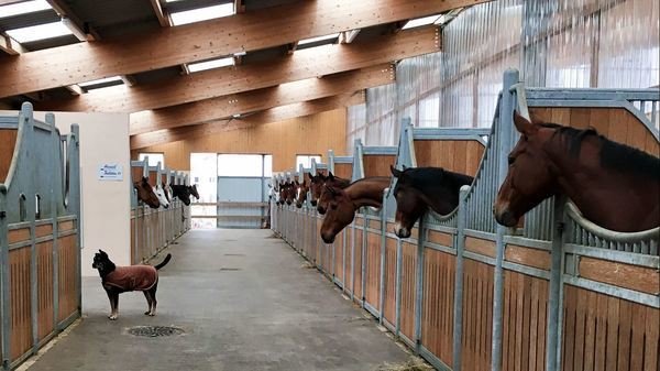 Haras du Knistelberg - photo 2
