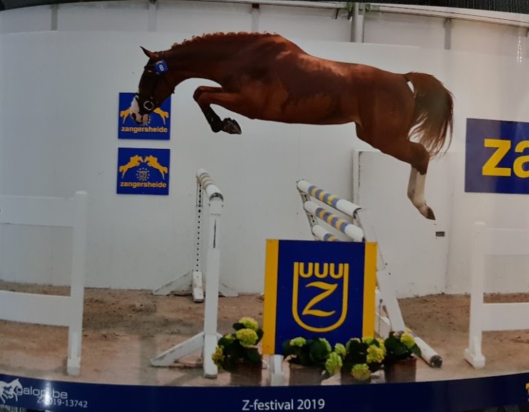 Ecurie Loic PETER / LP HORSES Team - photo 2