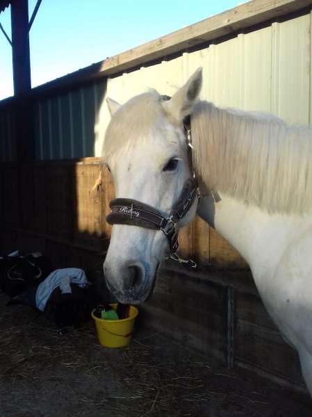 Club Hippique de Saverne - photo 3