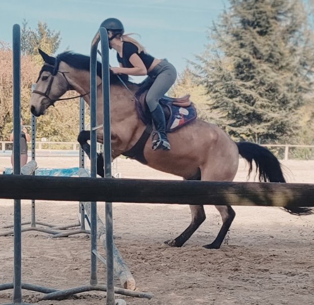 Poney CLub d'Alsace - photo 3