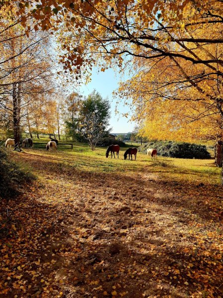 Centre équestre de Seebach - photo 1