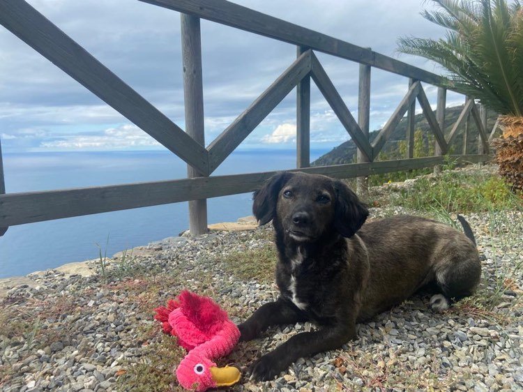 JINTONIC, pension animale - photo 1