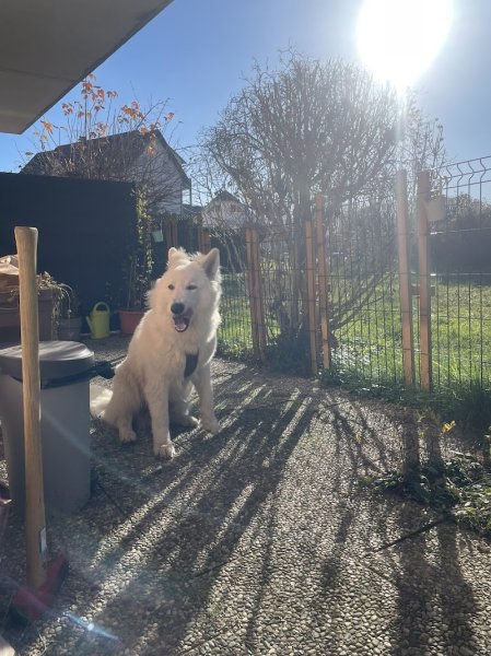 JINTONIC, pension animale - photo 2