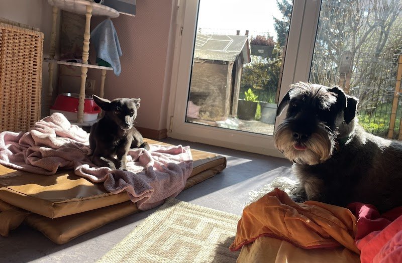 JINTONIC, pension animale - photo 3