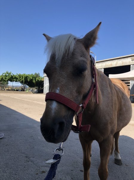 Plaisirs équestres Wolfisheim - photo 3