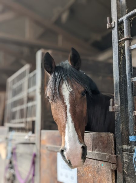 Club Hippique d'Eckwersheim - photo 1