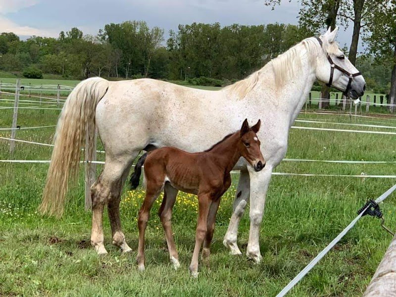 HARAS DU MILLE - photo 2